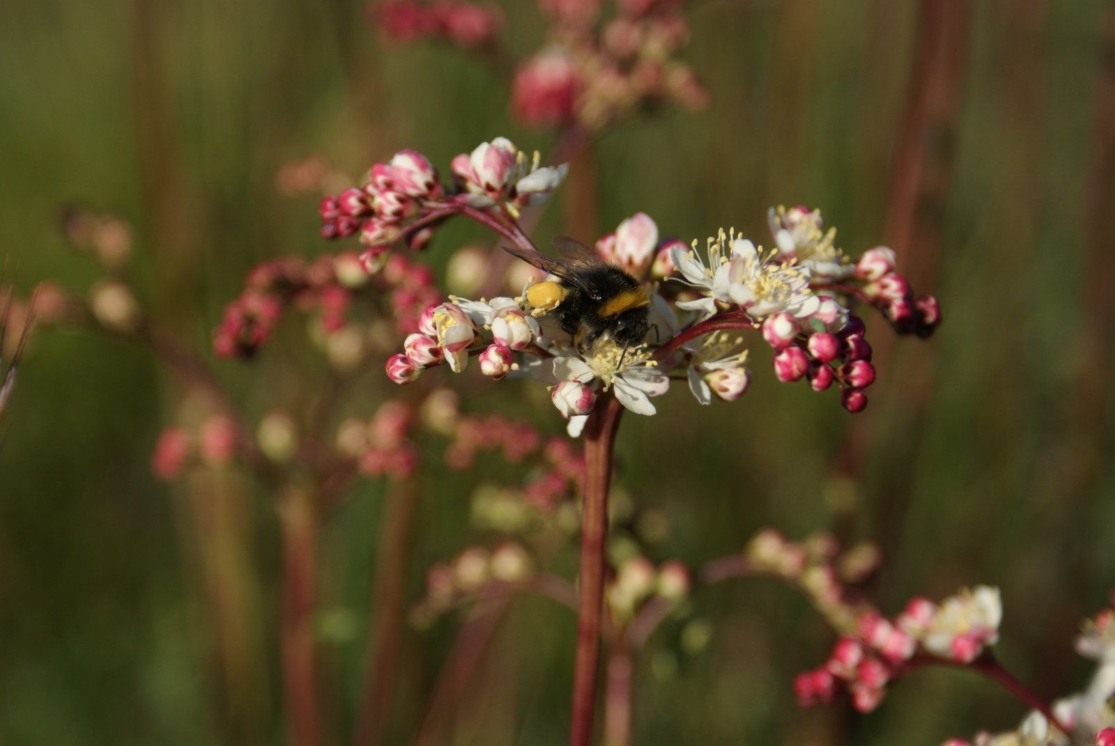 Humla på blommande älggräs i sommarljus